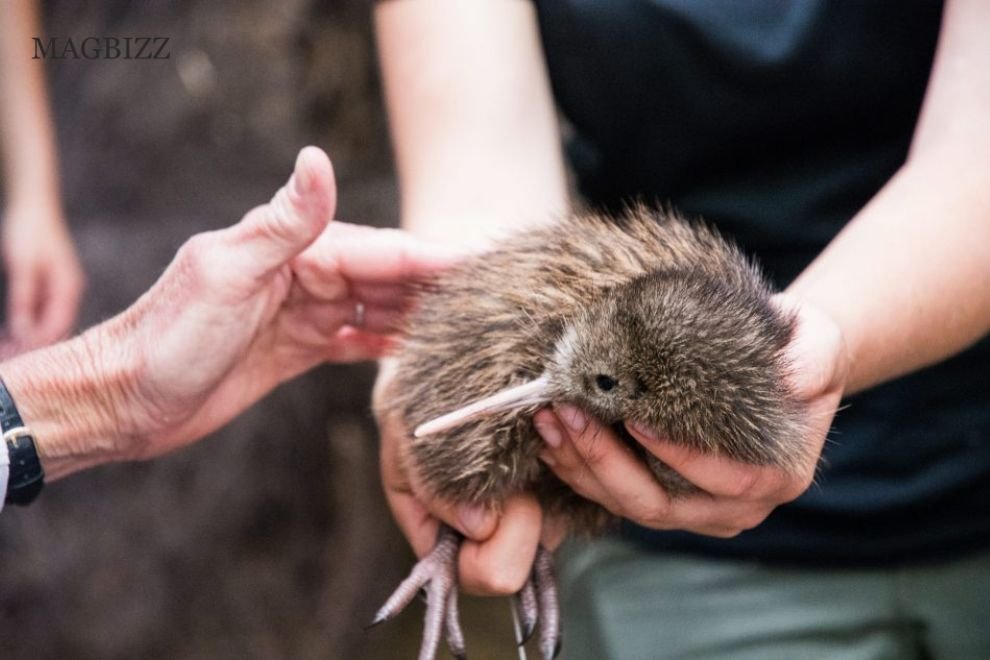 Kiwi birds born in over a century, New Zealand wildlife, endangered species.